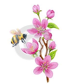 Spring blossom apple tree pink flowers and bee collects nectar. Watercolor clipart for greeting card or invitation