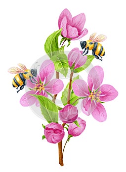 Spring blossom with apple tree pink flowers and two bees collects nectar. Watercolor clipart for greeting card or invitation