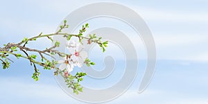 Spring blossom apricot tree against blue sky