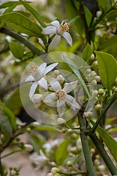 Spring blossom of aromatic white orange tree flowers