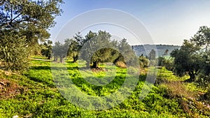 The spring blossom at the Ayalon valley near the Latrun Trappist Monastery of the Silent Monks, near Jerusalem, Israel