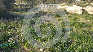 The spring blossom at the Ayalon valley near the Latrun Trappist Monastery of the Silent Monks, near Jerusalem, Israel