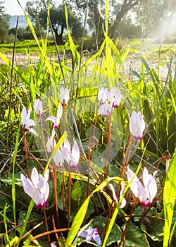 The spring blossom at the Ayalon valley near the Latrun Trappist Monastery of the Silent Monks, near Jerusalem, Israel