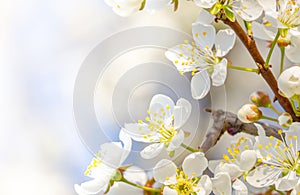 Spring blossom background