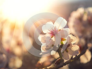 Spring blossom background