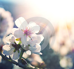 Spring blossom background