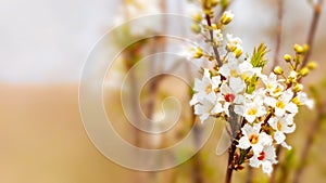 Spring blossom background - abstract floral border of green leaves