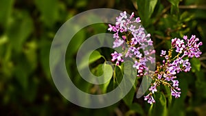 Spring blossom background - abstract floral border of green leaves