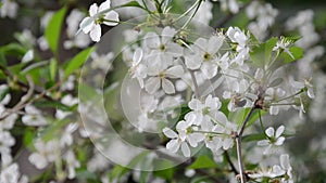 Spring blossom background abstract floral border of green leaves and white flowers