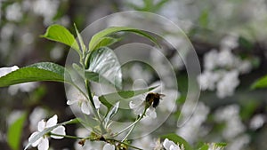 Spring blossom background abstract floral border of green leaves and white flowers