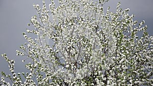 Spring blossom background abstract floral border of green leaves and white flowers