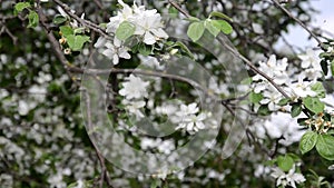 Spring blossom background abstract floral border of green leaves and white flowers
