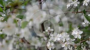 Spring blossom background abstract floral border of green leaves and white flowers