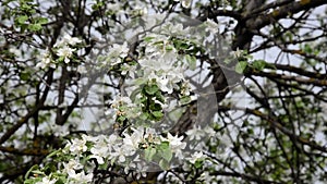 Spring blossom background abstract floral border of green leaves and white flowers