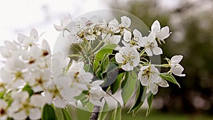 Spring blossom background - abstract floral border of green leaves and white flowers. Fruit tree blossom close-up.