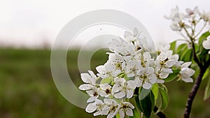 Spring blossom background - abstract floral border of green leaves and white flowers. Fruit tree blossom close-up.