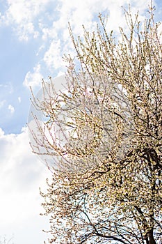 Spring blossom background. Beautiful day concept