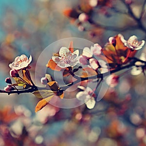 Spring blossom background. Beautiful nature scene with blooming cherry tree - Sakura. Orchard Abstract blurred background in