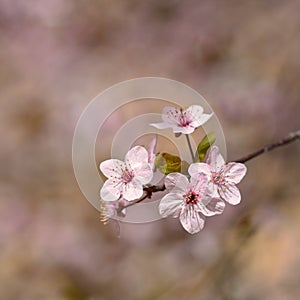 Spring blossom background. Beautiful nature scene with blooming cherry tree - Sakura. Orchard Abstract blurred background in