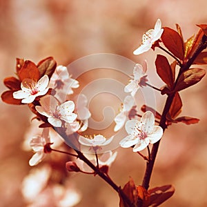 Spring blossom background. Beautiful nature scene with blooming cherry tree - Sakura. Orchard Abstract blurred background in