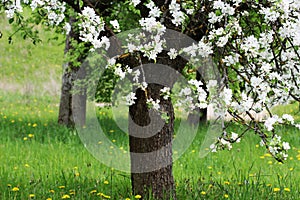 Spring blossom background. Beautiful nature scene with blooming tree. of apple.