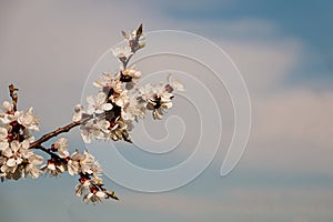 Spring blossom background. Beautiful nature scene with blooming tree and sun flare.