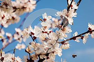 Spring blossom background. Beautiful nature scene with blooming tree and sun flare.