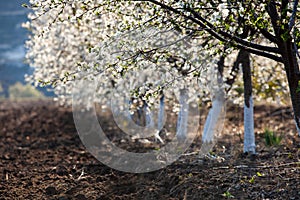 Spring blossom background. Beautiful nature scene with blooming tree and sun flare