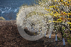 Spring blossom background. Beautiful nature scene with blooming tree and sun flare