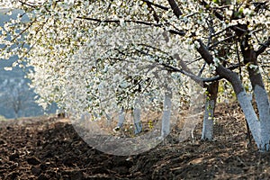 Spring blossom background. Beautiful nature scene with blooming tree and sun flare