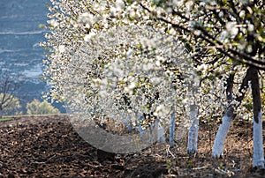 Spring blossom background. Beautiful nature scene with blooming tree and sun flare