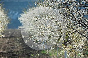 Spring blossom background. Beautiful nature scene with blooming tree and sun flare