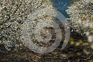 Spring blossom background. Beautiful nature scene with blooming tree and sun flare