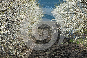 Spring blossom background. Beautiful nature scene with blooming tree and sun flare