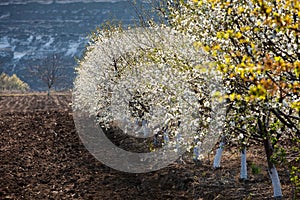 Spring blossom background. Beautiful nature scene with blooming tree and sun flare