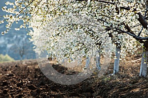 Spring blossom background. Beautiful nature scene with blooming tree and sun flare