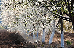 Spring blossom background. Beautiful nature scene with blooming tree and sun flare