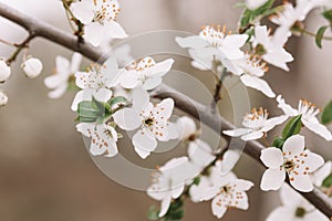 Spring blossom background. Beautiful nature scene with blooming tree and sun flare.