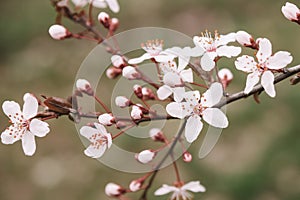 Spring blossom background. Beautiful nature scene with blooming tree and sun flare.