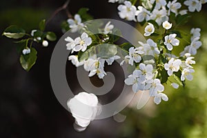 Spring blossom background. Beautiful nature scene with blooming tree and sun flare