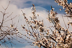 Spring blossom background. Beautiful nature scene with blooming tree and sun flare. Sunny day.