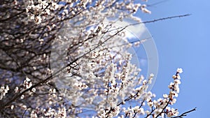 Spring blossom background. Beautiful nature scene with blooming tree and sun flare. Sunny day. Spring flowers