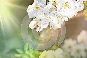 Spring blossom background. Beautiful nature scene with blooming tree and sun flare. Sunny day. Spring flowers. Beautiful Orchard.