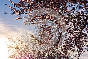 Spring blossom background. Beautiful nature scene with blooming tree and sun flare. Sunny day. Spring flowers. Beautiful Orchard.