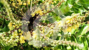 Spring blossom background. Beautiful nature scene with blooming tree and sun flare. Sunny day. Spring flowers. Beautiful Orchard