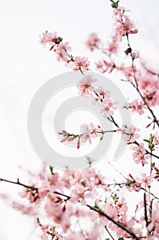 Spring blossom background. Beautiful nature scene with blooming tree and sun flare. Sunny day. Spring flowers. Beautiful Orchard.