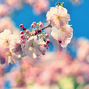 Spring blossom background. Beautiful nature scene with blooming tree and sun. Sunny day. Spring flowers. Abstract blurred backgrou