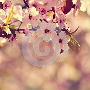 Spring blossom background. Beautiful nature scene with blooming tree and sun. Sunny day. Spring flowers. Abstract blurred backgrou