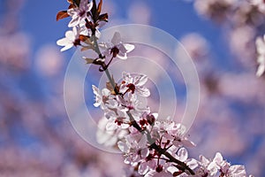 Spring blossom background. Beautiful nature scene with blooming tree. Sunny day. Spring flowers. Beautiful Orchard. Abstract blurr