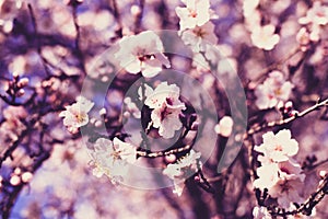 Spring blossom background. Beautiful nature scene with blooming tree on sunny day. Spring flowers. Beautiful orchard in Springtime